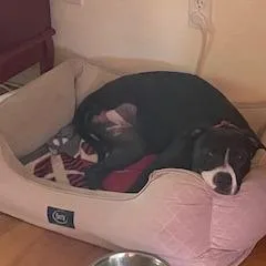 Daffodil thumbnail 2