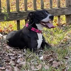 Daffodil thumbnail 4