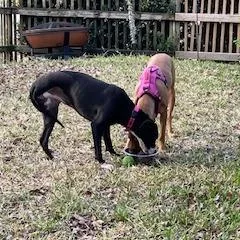 Daffodil thumbnail 6