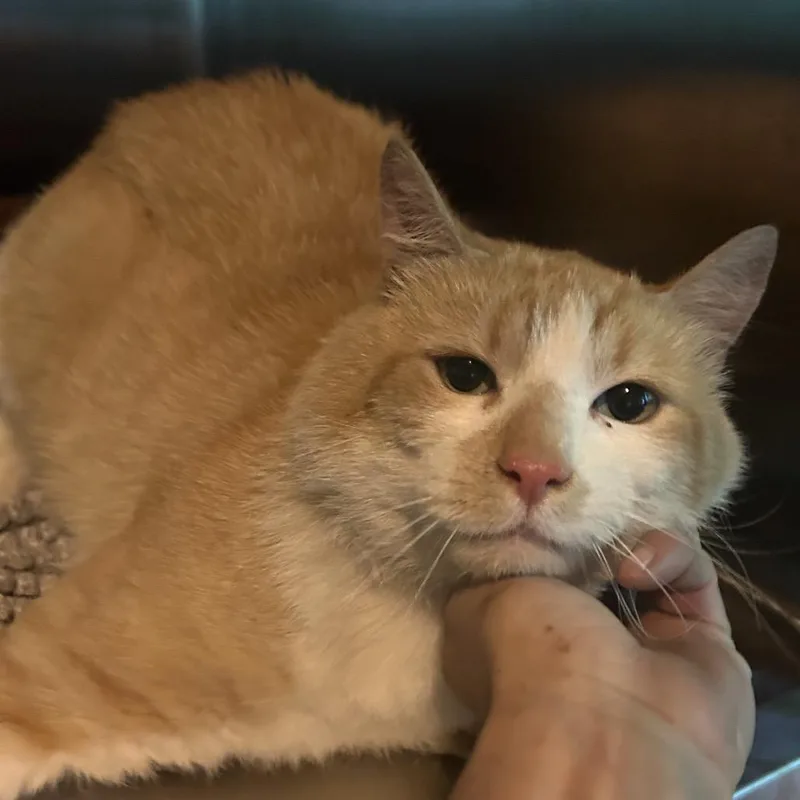 An adult medium-sized male Orange / Red Domestic Short Hair cat named Sherwood for adoption in Veneta, OR