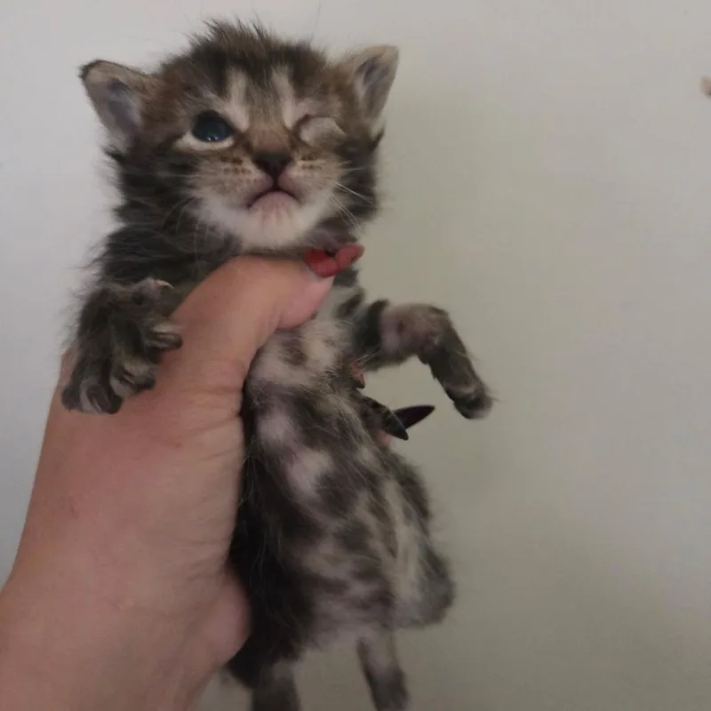 A baby small-sized female Brown / Chocolate Domestic Short Hair cat named French Fry for adoption in Mount Juliet, TN