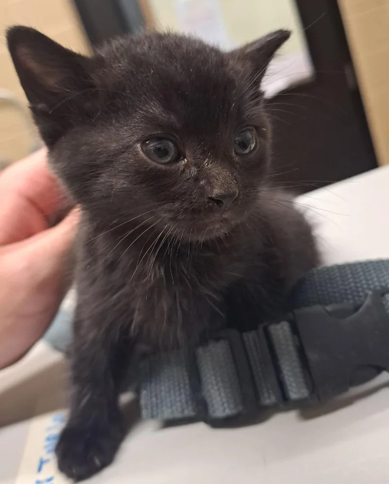 A baby small-sized female Domestic Short Hair cat named Kelsey for adoption in Douglasville, GA
