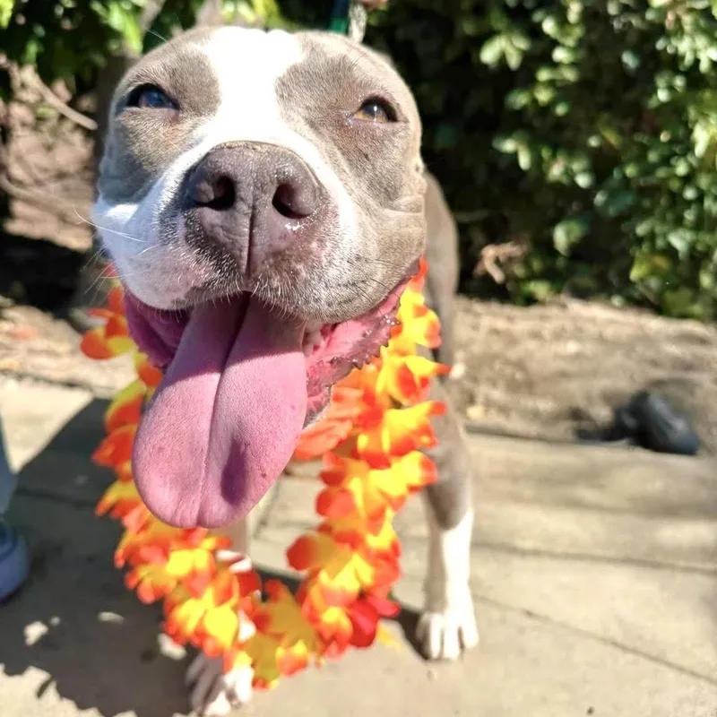 A young medium-sized female Gray / Blue / Silver Pit Bull Terrier dog named Lavender for adoption in Sun Valley, CA