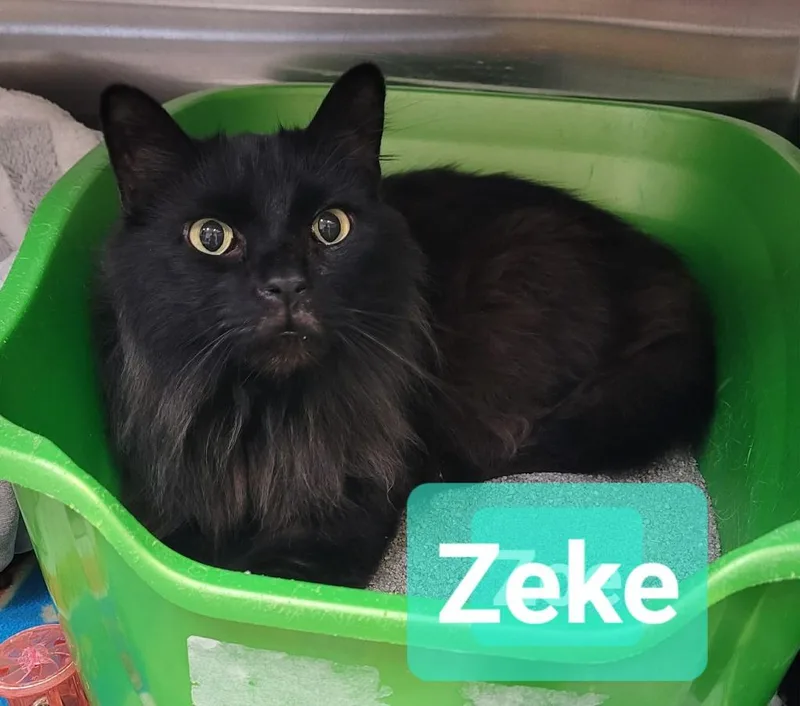 An adult medium-sized male Domestic Medium Hair cat named Zeke for adoption in Richmond, IN
