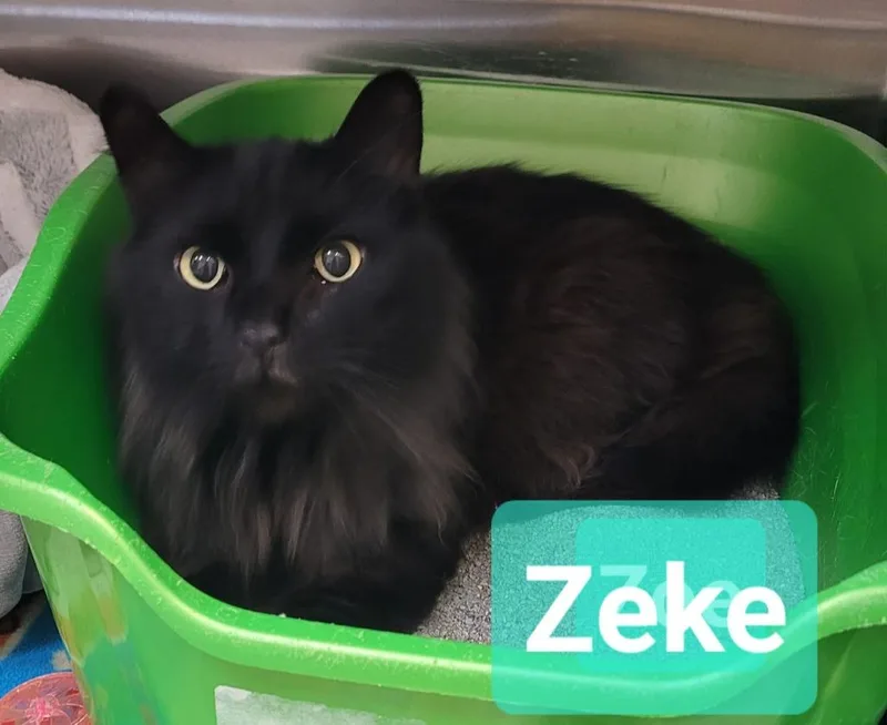 Zeke thumbnail 2