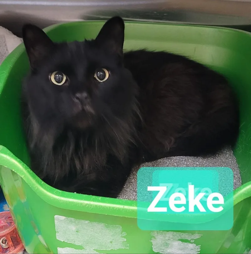 Zeke thumbnail 3