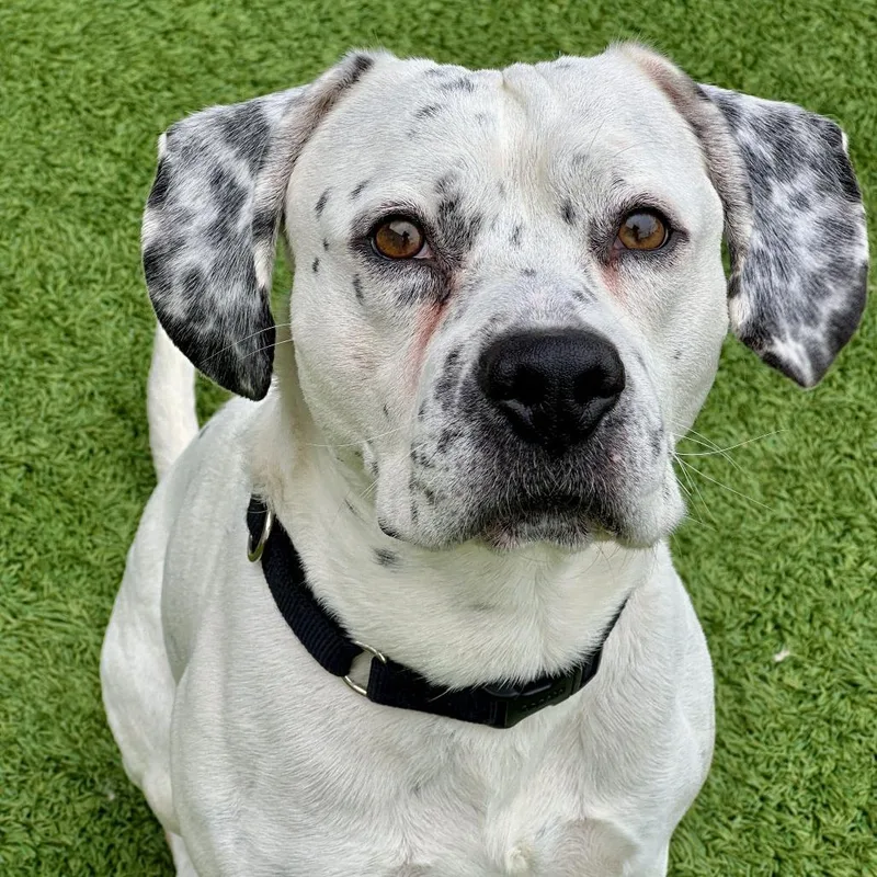 An adult medium-sized male White / Cream Mixed Breed dog named Witty for adoption in Matteson, IL