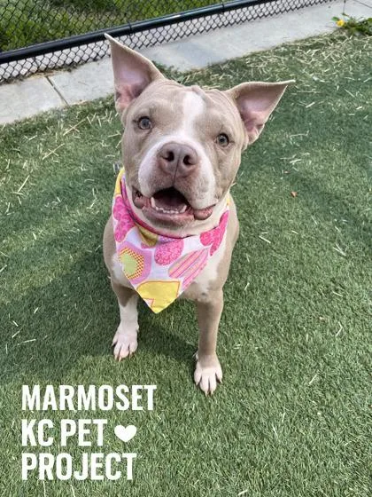 An adult large-sized female Yellow / Tan / Blond / Fawn Pit Bull Terrier dog named Marmoset for adoption in Kansas City, MO