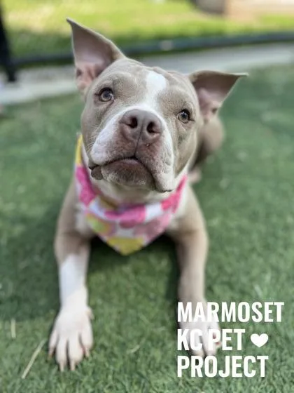 Marmoset thumbnail 2