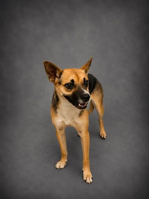 A young small-sized female Chihuahua dog named Addie for adoption in Winter Haven, FL