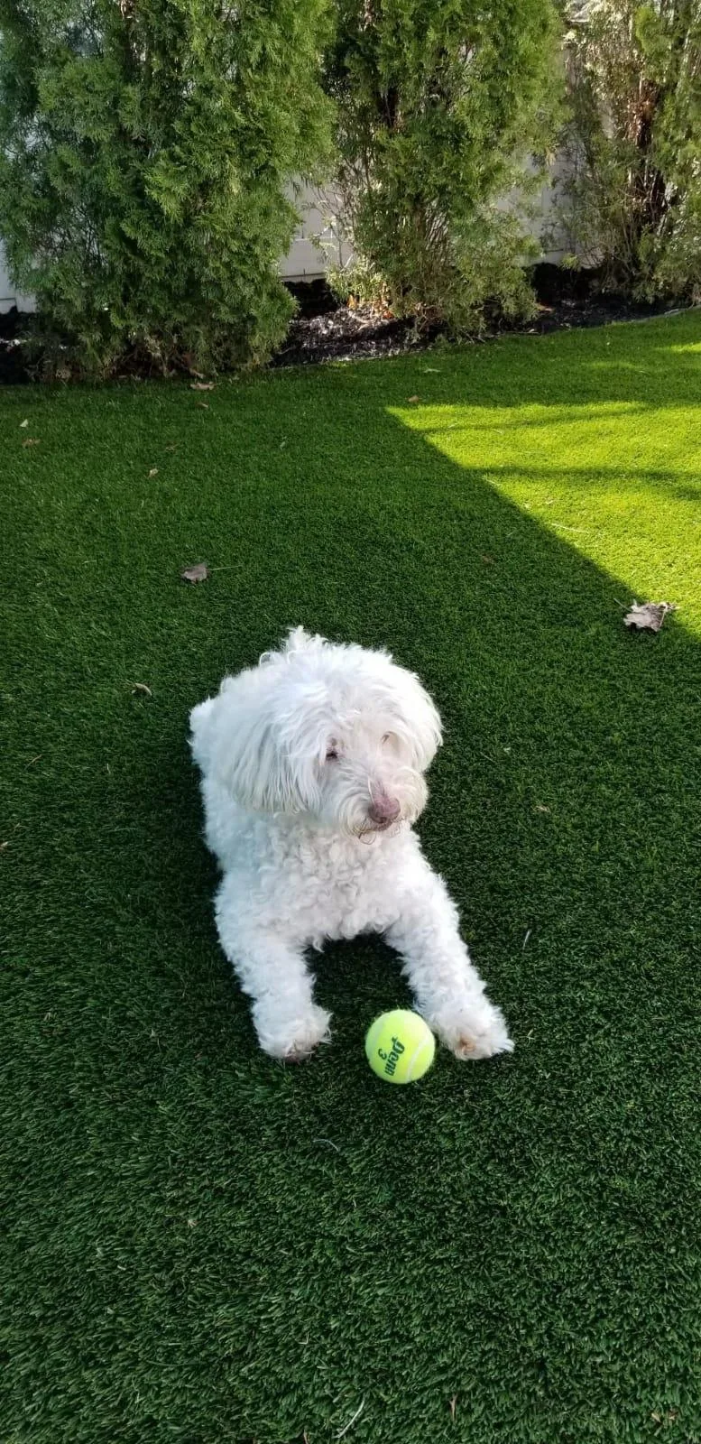 An adult small-sized male Labradoodle dog named Benito for adoption in Flushing, NY