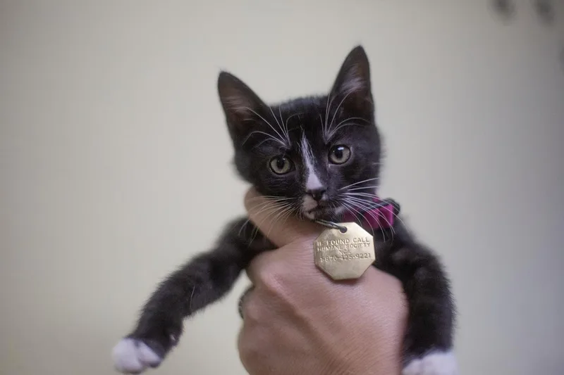 A baby small-sized female Black Domestic Short Hair cat named Tuxie for adoption in Mountain Home, AR