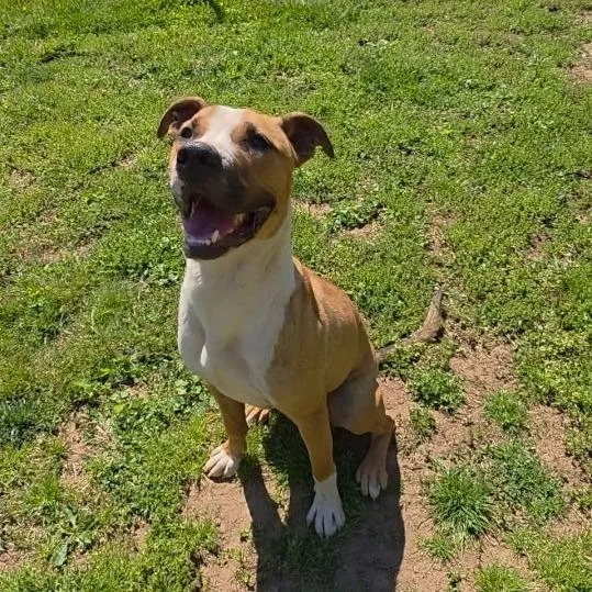 Scooby