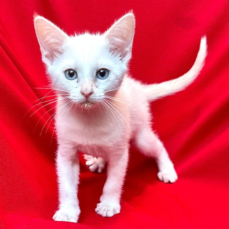 A baby small-sized female Domestic Medium Hair cat named Athena for adoption in Sequatchie, TN