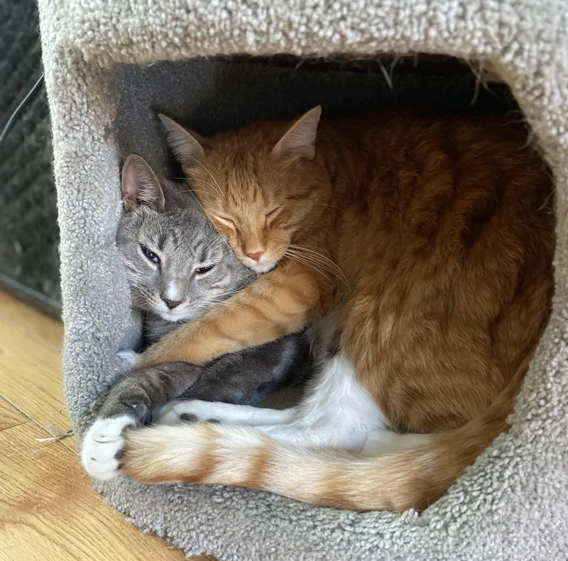Brooklyn and Mango thumbnail 2