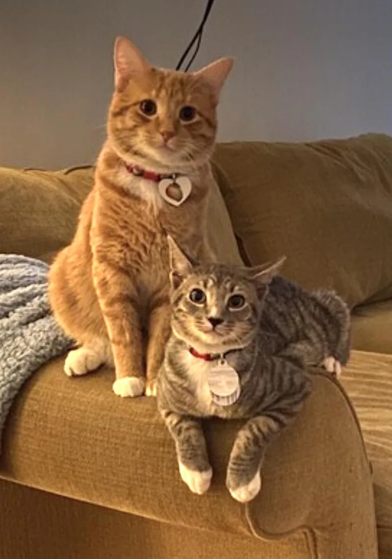 Brooklyn and Mango thumbnail 4
