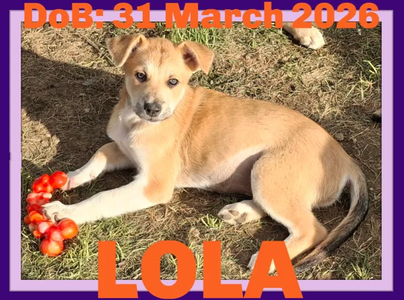 Lola thumbnail 3
