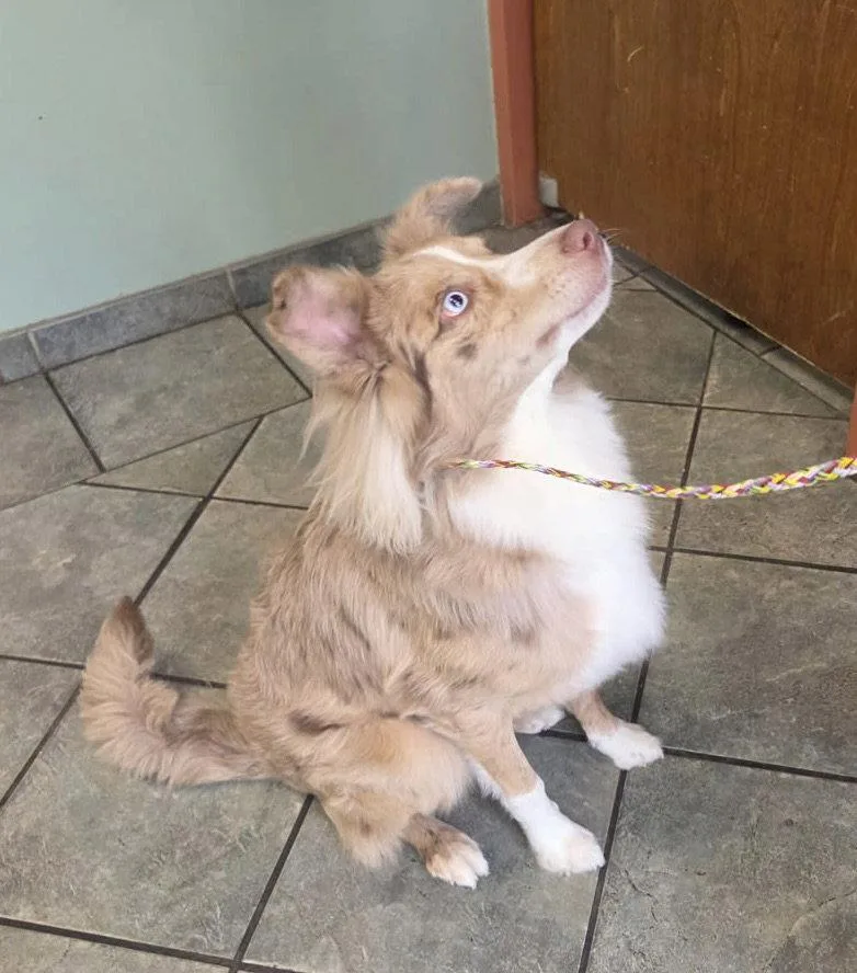 A young medium-sized male Australian Shepherd dog named Mikey for adoption in Hillside, IL