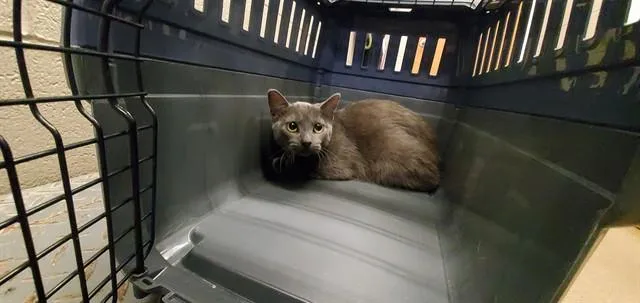 A young medium-sized female Domestic Short Hair cat named Cabarette for adoption in Aurora, IL