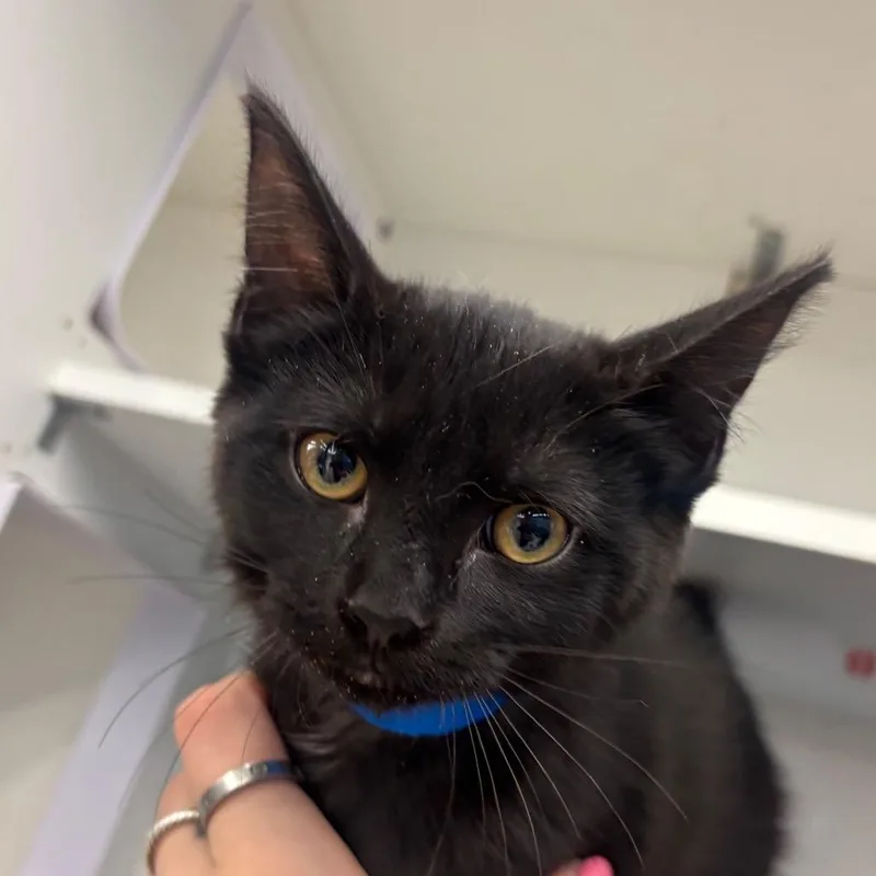A baby small-sized male Black Domestic Short Hair cat named Rocket for adoption in Hamburg, NY