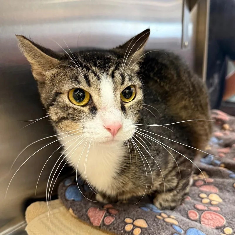 An adult small-sized male Brown / Chocolate Domestic Short Hair cat named Eddie for adoption in Hemet, CA