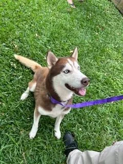 An adult large-sized male Siberian Husky dog named Cedar for adoption in Pearland, TX