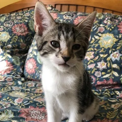 A baby small-sized male Brown / Chocolate Domestic Short Hair cat named Wyatt for adoption in Pleasant Hill, CA
