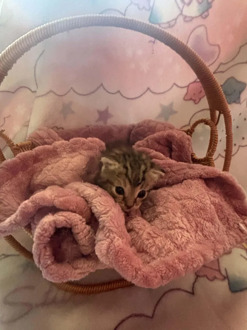 A baby small-sized female Domestic Short Hair cat named Whiskey for adoption in Randolph, AL