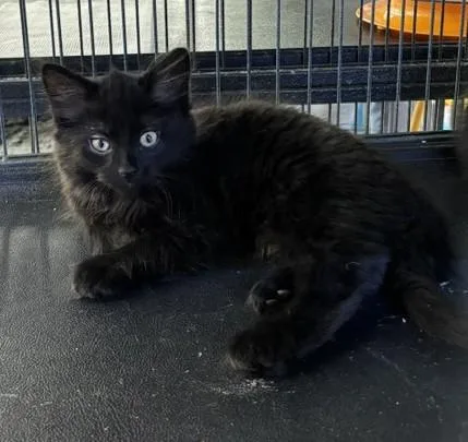 A baby medium-sized female Black Domestic Medium Hair cat named Rowena for adoption in Midland, MI