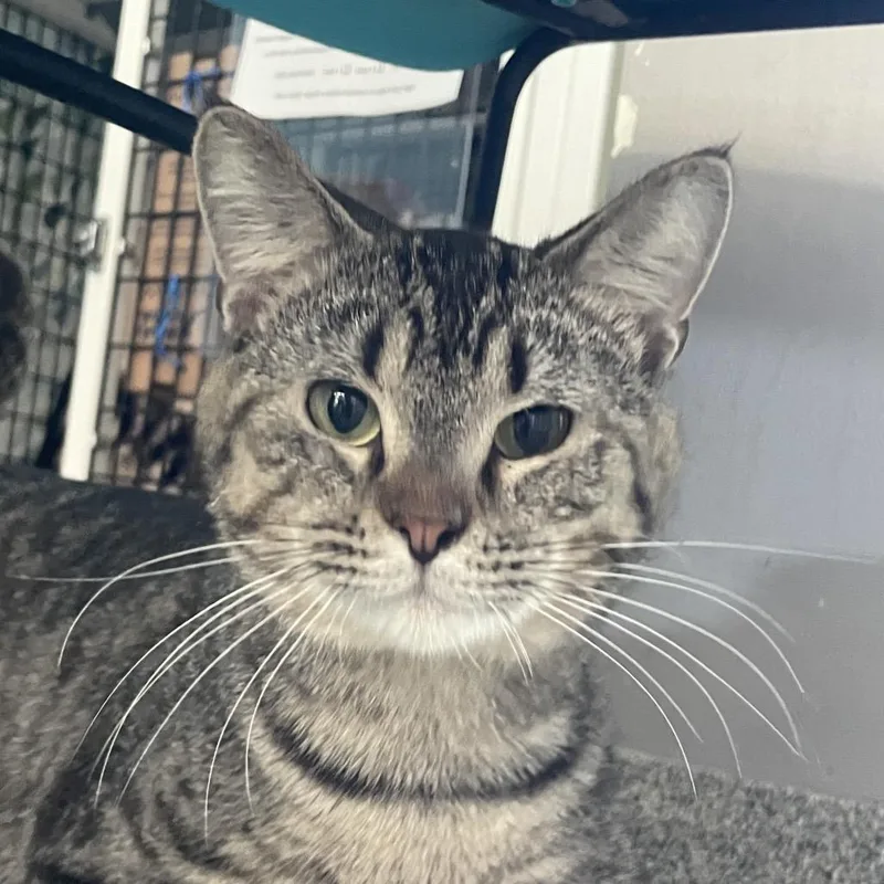 An adult medium-sized male Gray / Blue / Silver Domestic Short Hair cat named Riverman for adoption in Chicago, IL