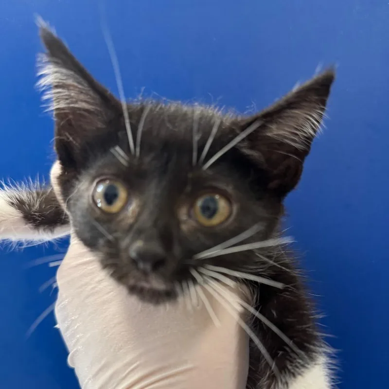 A baby small-sized female Black Domestic Short Hair cat named Endive for adoption in Long Beach, CA