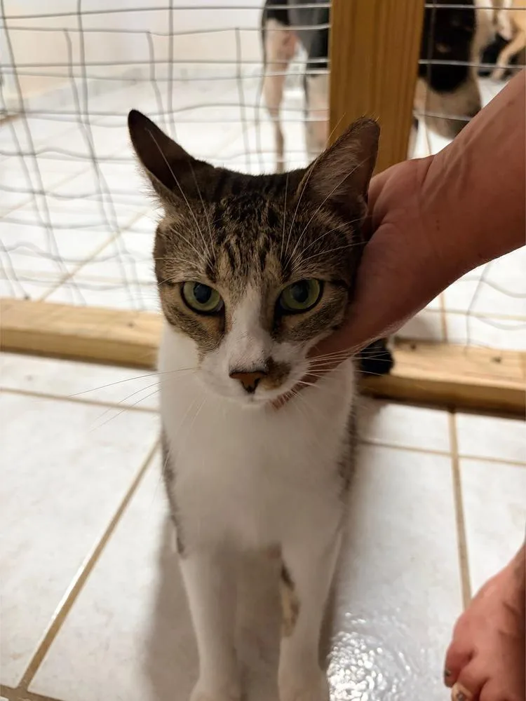 A young medium-sized male American Shorthair cat named Bigotes for adoption in Naranjito, PR