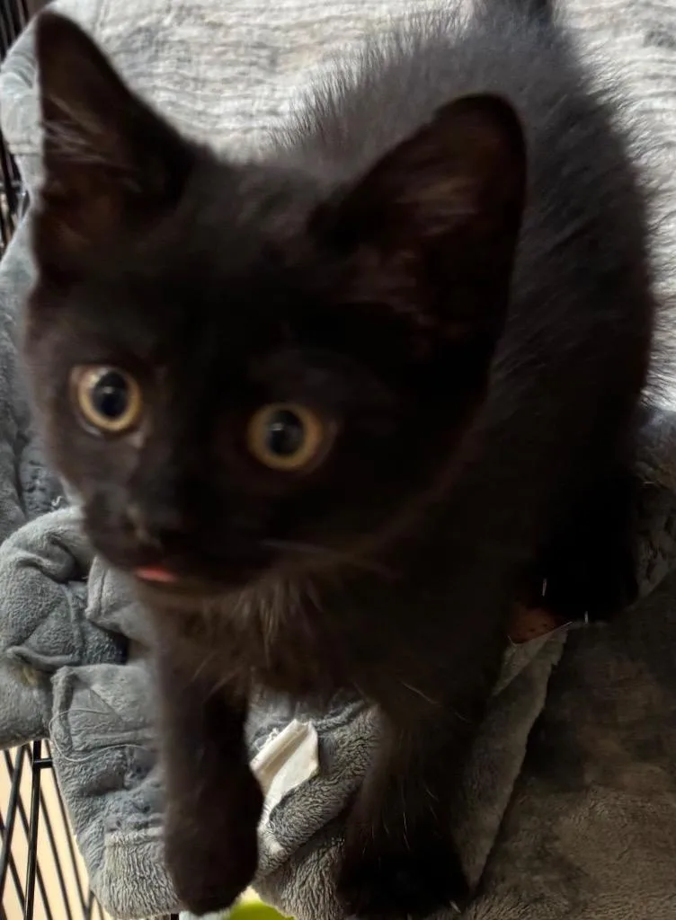 A baby small-sized female Domestic Medium Hair cat named Kiwi for adoption in Elizabethton, TN