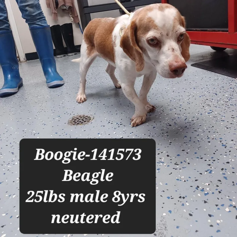 A senior small-sized male Beagle dog named Boogie for adoption in New Tazewell, TN