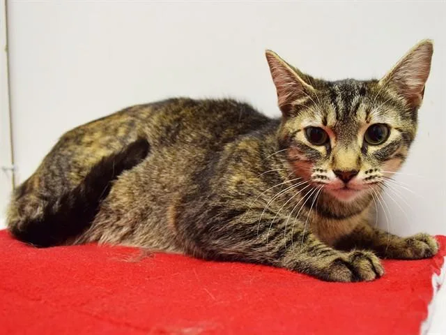 A young small-sized female Domestic Short Hair cat named Mimi for adoption in Sacramento, CA