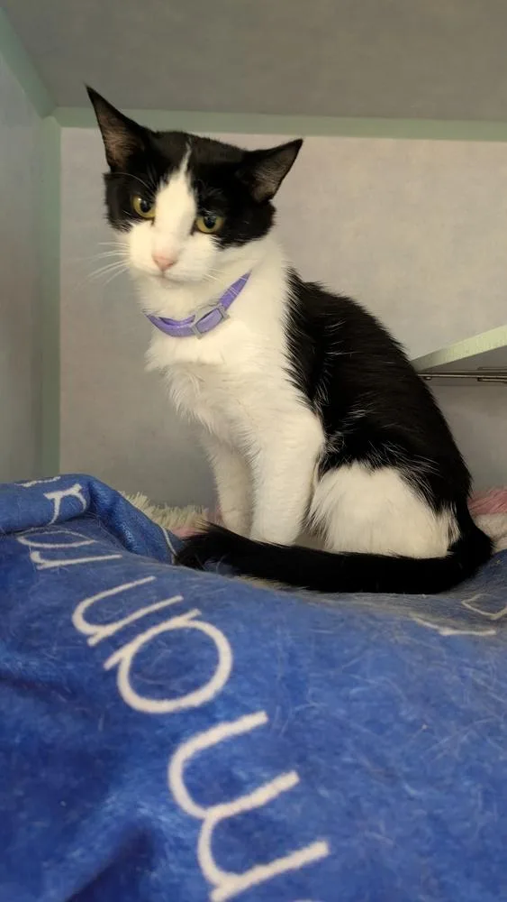 A young medium-sized female Black & White / Tuxedo Domestic Short Hair cat named Indie for adoption in Papillion, NE