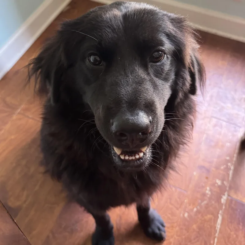 An adult extra large-sized male Black Labrador Retriever dog named Shadow for adoption in Memphis, TN
