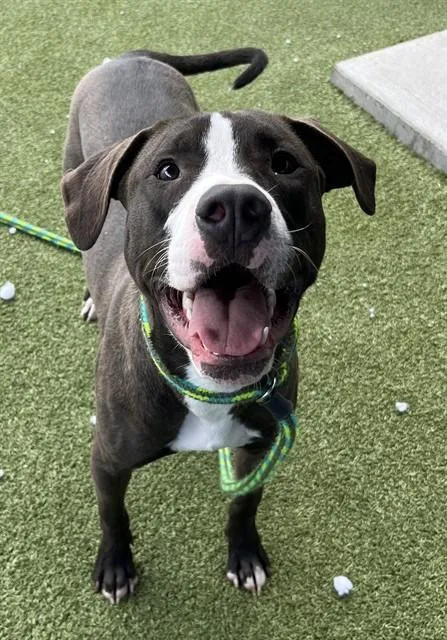 A young large-sized male Terrier dog named Oliver for adoption in Olivette, MO