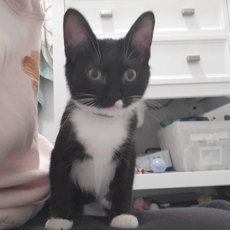 A baby small-sized female Black & White / Tuxedo Domestic Short Hair cat named Mel Brooks for adoption in Richmond, VA