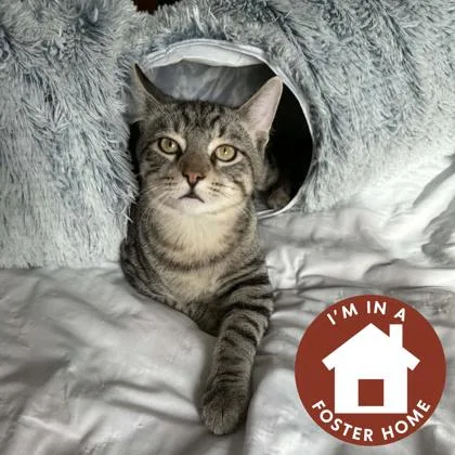 A baby small-sized male Domestic Short Hair cat named Goofy for adoption in Janesville, WI