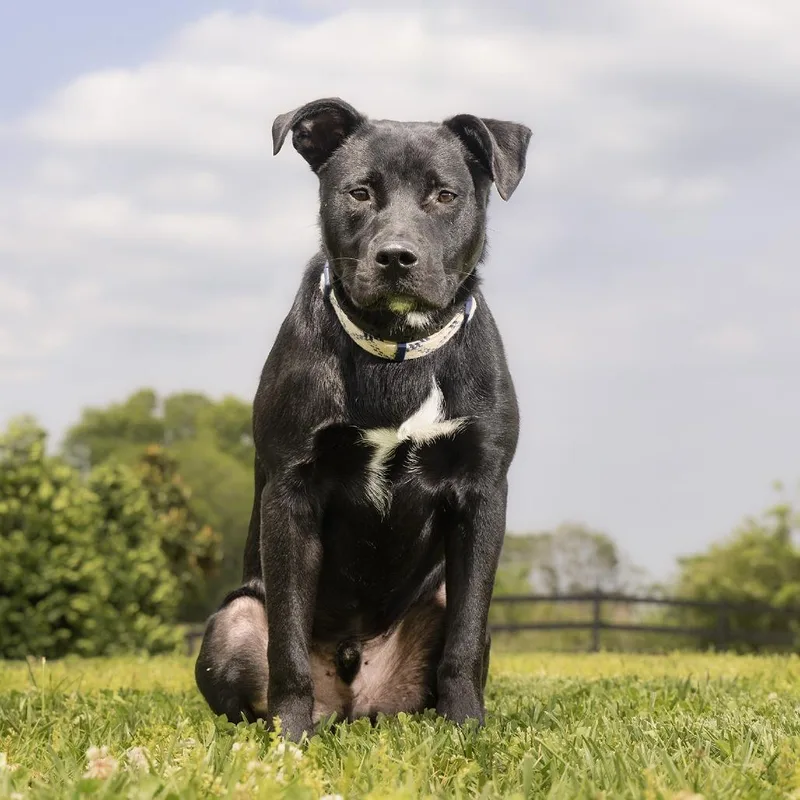 A young medium-sized male Black Mixed Breed dog named Haberdasher for adoption in Franklin, TN
