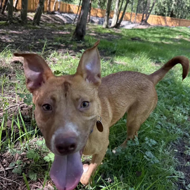 A young medium-sized female Golden Mixed Breed dog named Cutie for adoption in Ferndale, WA