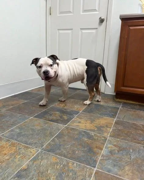 Meatball