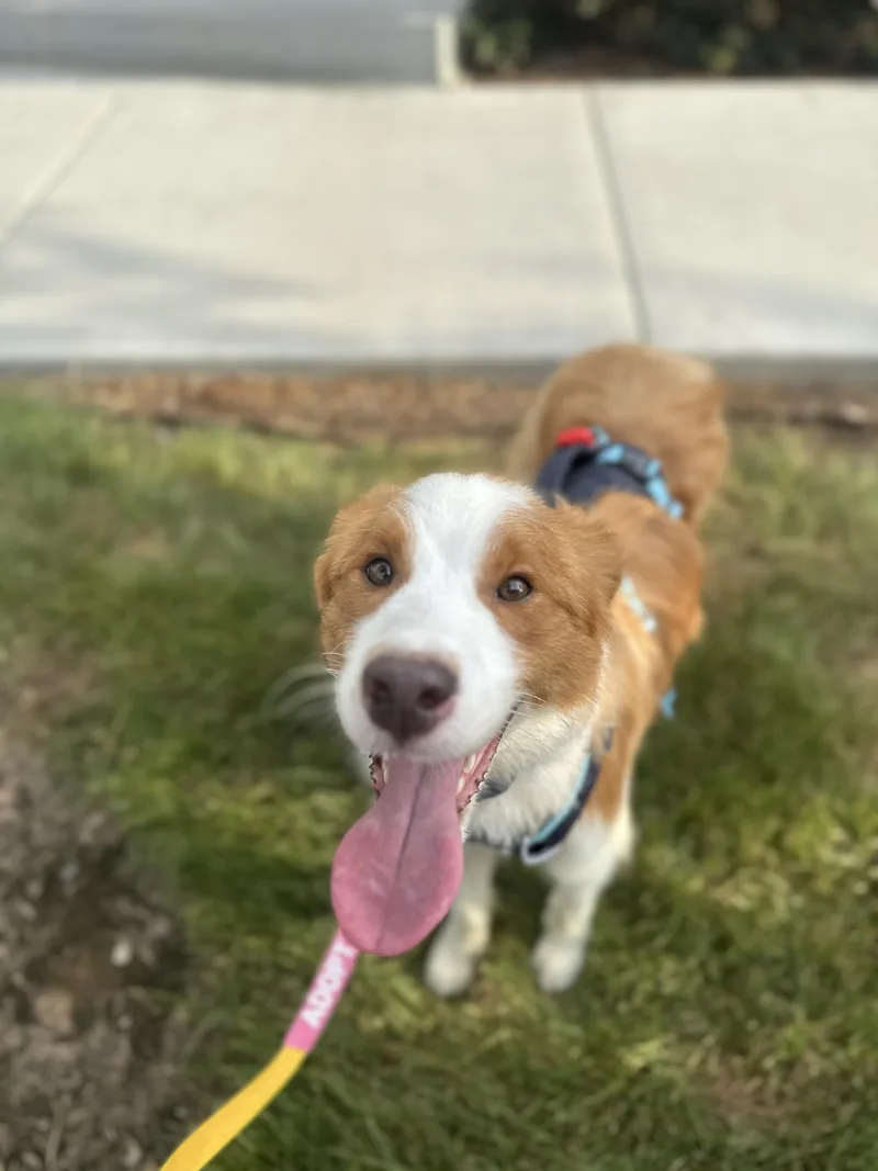 A young medium-sized male Border Collie dog named Rusty for adoption in San Diego, CA