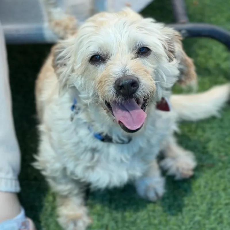 An adult small-sized male Yellow / Tan / Blond / Fawn Miniature Poodle dog named Clover A for adoption in Mission Hills, CA