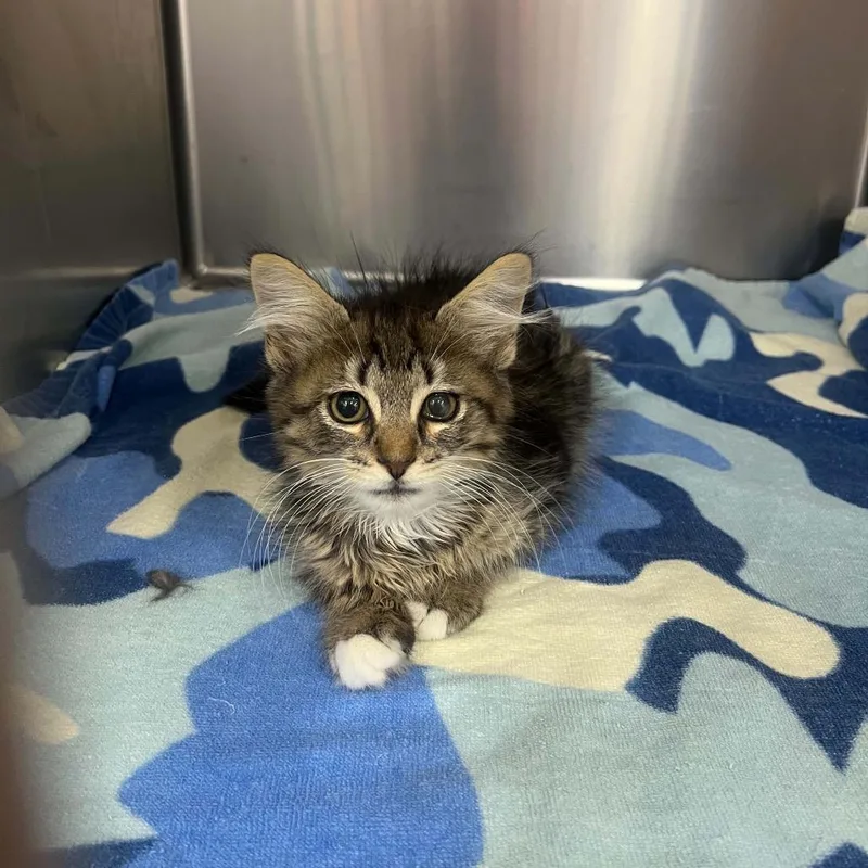 A baby small-sized male Brown / Chocolate Domestic Medium Hair cat named Banjo for adoption in Pasadena , MD
