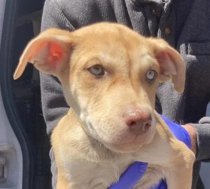 A baby medium-sized male Mixed Breed dog named Miller for adoption in Cincinnati, OH