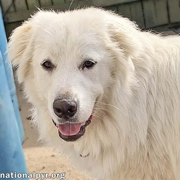 A young large-sized female White / Cream Great Pyrenees dog named Amaya in KY for adoption in Beacon, NY