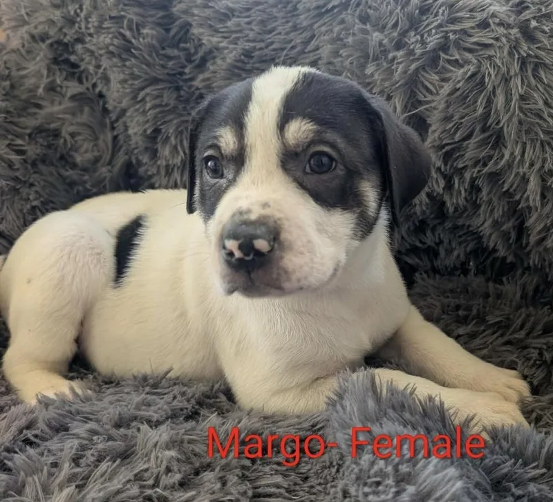 A baby large-sized female White / Cream Great Pyrenees dog named Margo for adoption in Cheektowaga, NY