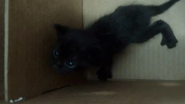 A young medium-sized male Domestic Short Hair cat named Panther for adoption in Dallas, TX